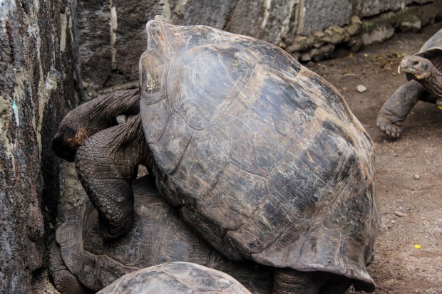 Isabella 2 - Galapagos (11)