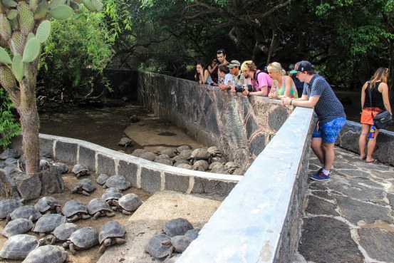 Isabella 2 - Galapagos (12)