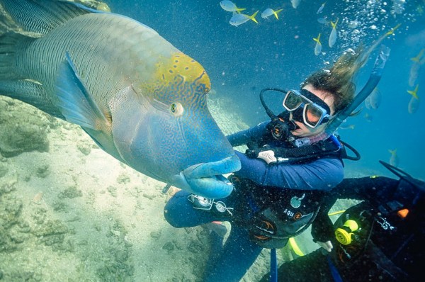 Scuba Diving, Great Barrier Reef : Cairns, Australia