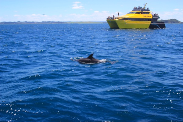 Dolphins Bay of Islands