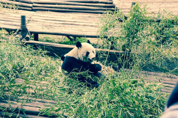 Research Base of Giant Panda Breeding - Chengdu, China