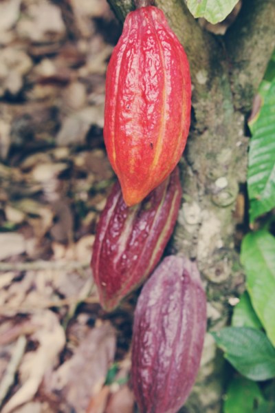 Tobago Cocoa Estate