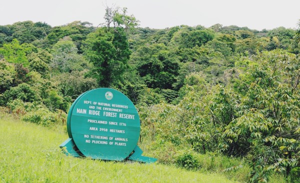 Tobago Main Ridge Forest Reserve