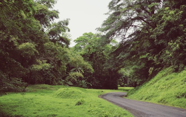 Tobago Main Ridge Forest Reserve